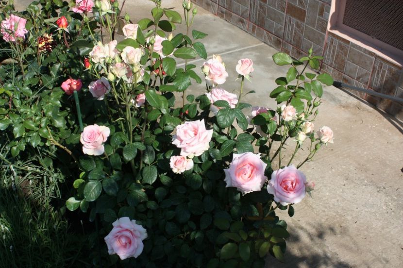  - Trandafiri iunie 2017