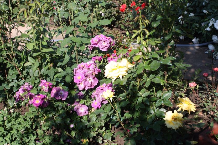  - Trandafiri iunie 2017