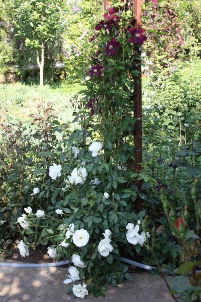  - Trandafiri iunie 2017