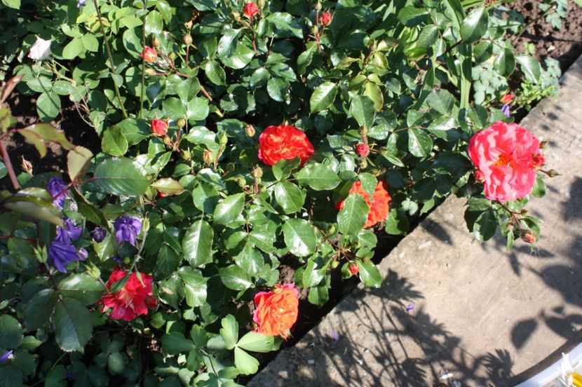  - Trandafiri iunie 2017