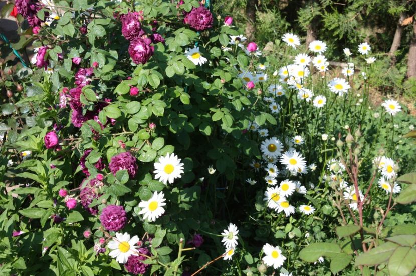  - Trandafiri iunie 2017