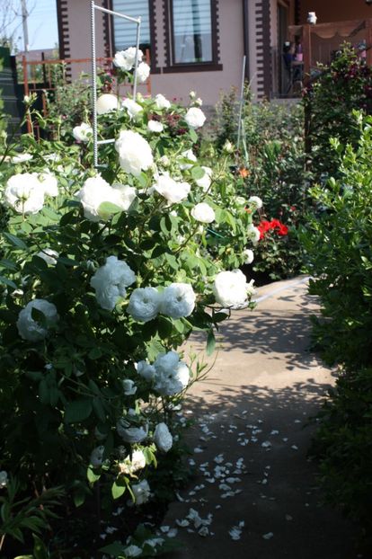  - Trandafiri iunie 2017