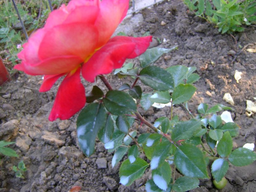 butas  lami des jardins - 0 Trandafiri si flori 2017