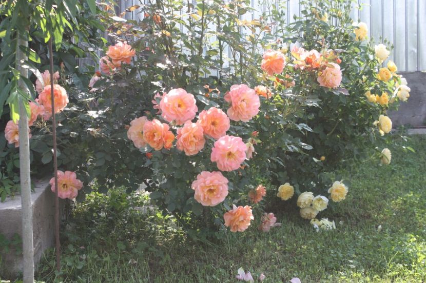  - Trandafiri iunie 2017