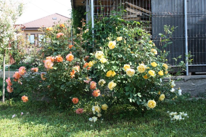  - Trandafiri iunie 2017