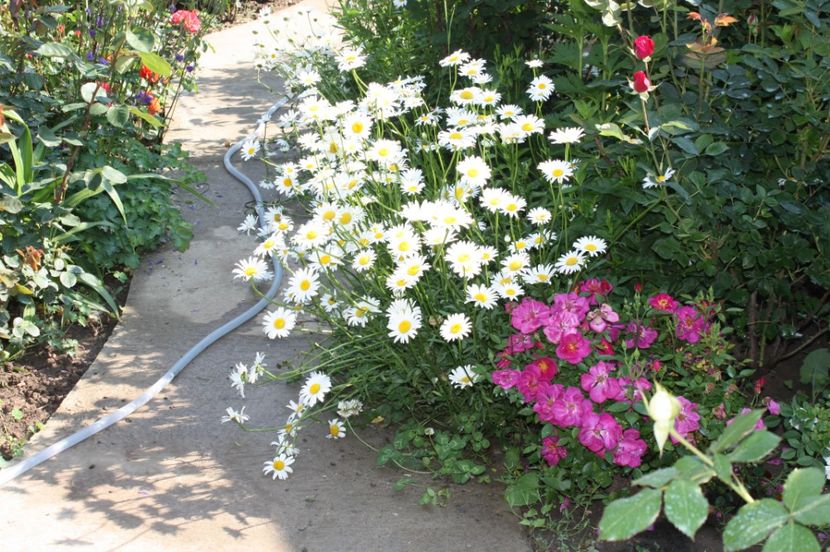  - Trandafiri iunie 2017