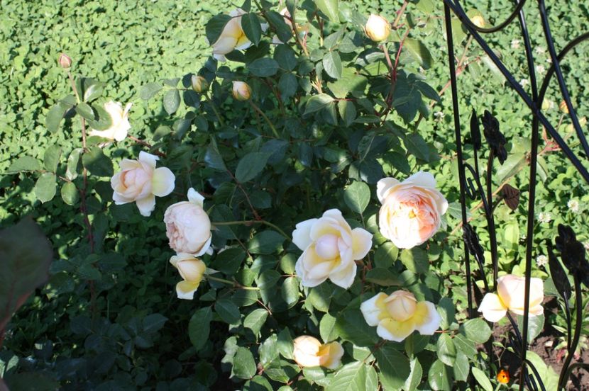  - Trandafiri iunie 2017