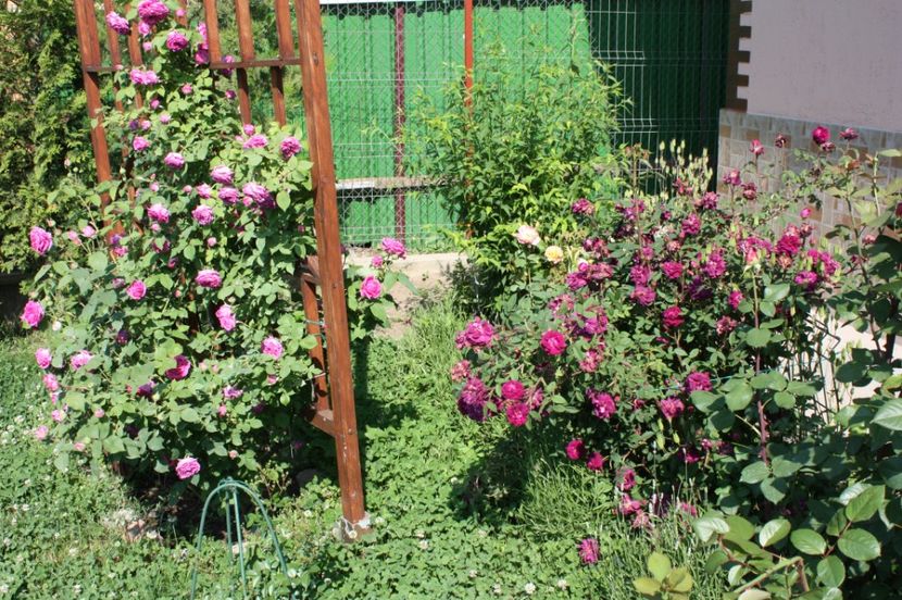  - Trandafiri iunie 2017