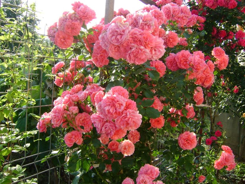 rosarium uetersen - 0 Trandafiri si flori 2017