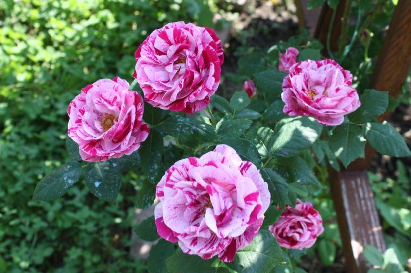  - Trandafiri iunie 2017