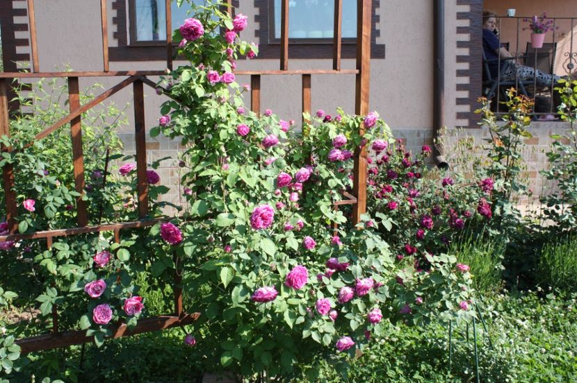  - Trandafiri iunie 2017