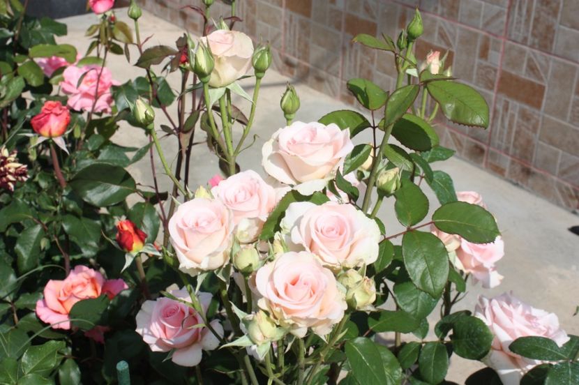  - Trandafiri iunie 2017