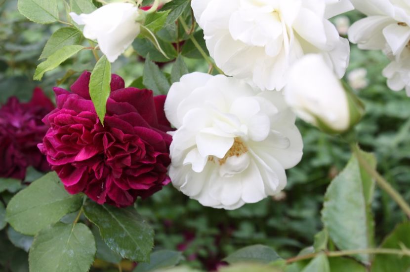  - Trandafiri iunie 2017