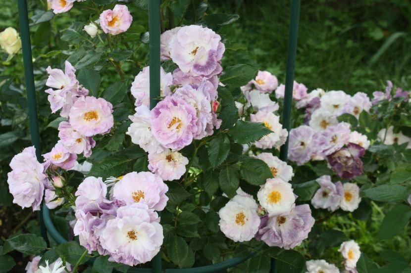  - Trandafiri iunie 2017