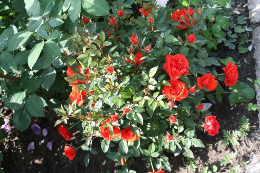  - Trandafiri iunie 2017