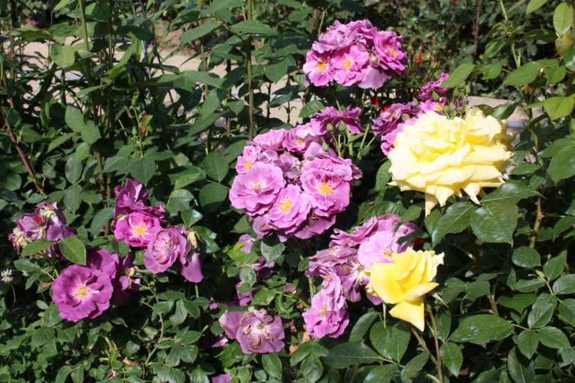  - Trandafiri iunie 2017