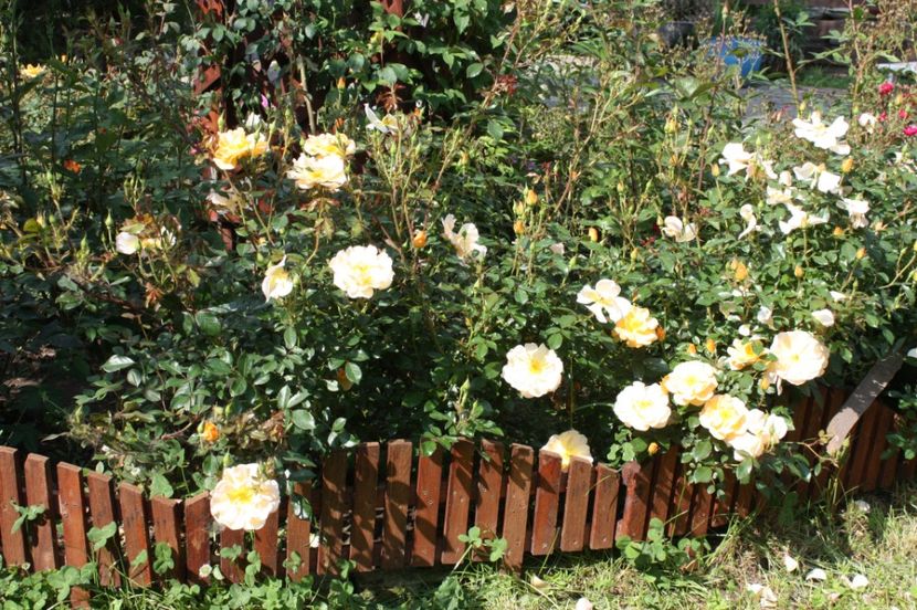  - Trandafiri iunie 2017