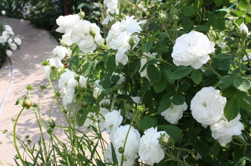  - Trandafiri iunie 2017