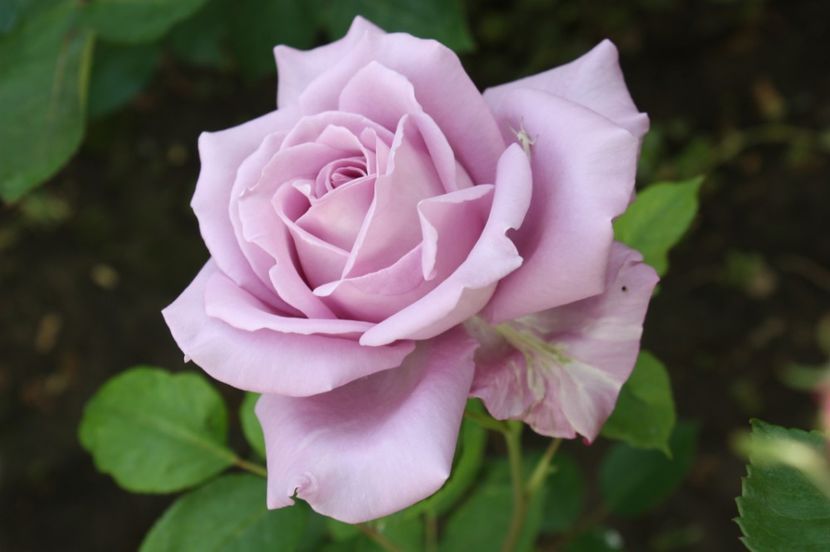  - Trandafiri iunie 2017