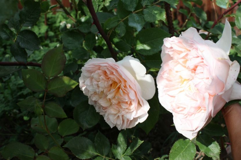  - Trandafiri iunie 2017