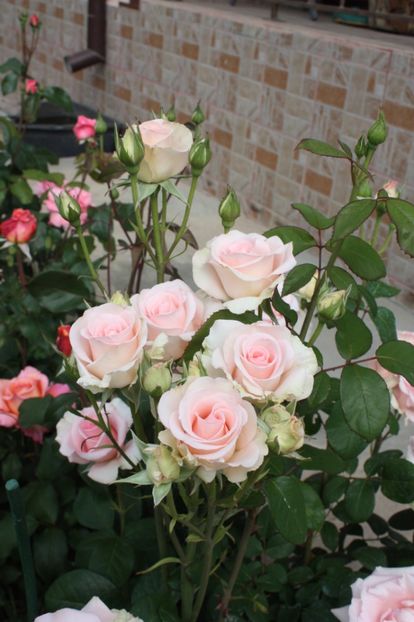  - Trandafiri iunie 2017