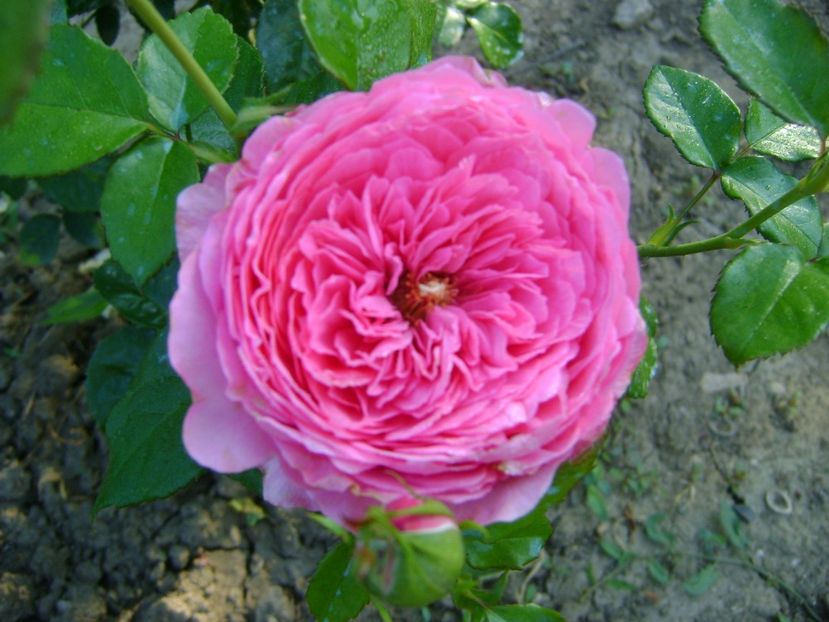  - Chantal merieux floribunda Guillot 2018-2020