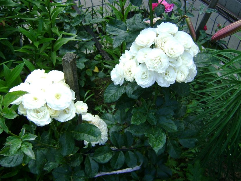 bouquet parfait - 0 Trandafiri si flori 2017