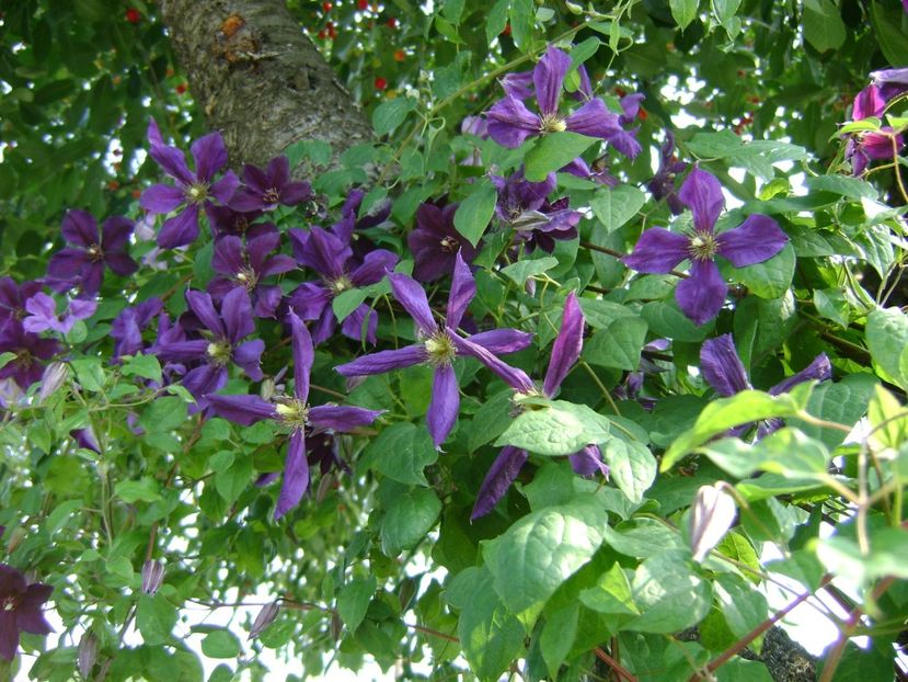 clematita negritianka - 0 Trandafiri si flori 2017
