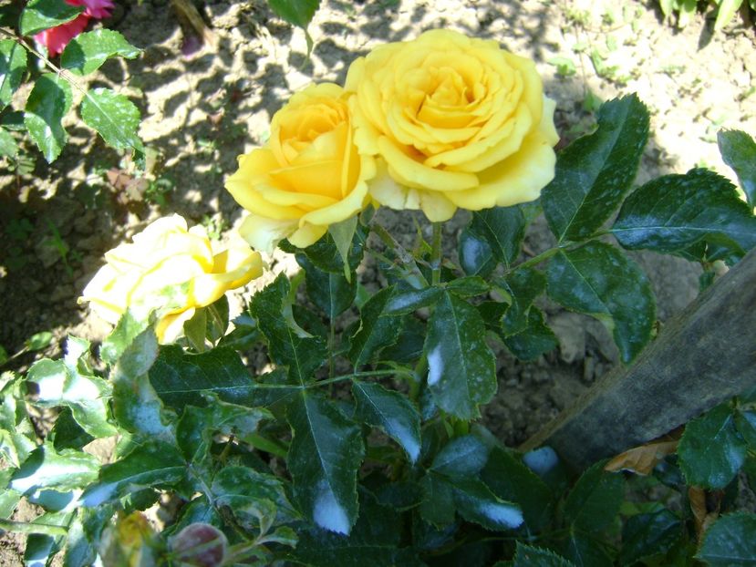miniatura nr.16- helen15 yellow babe spray - 0 Trandafiri si flori 2017