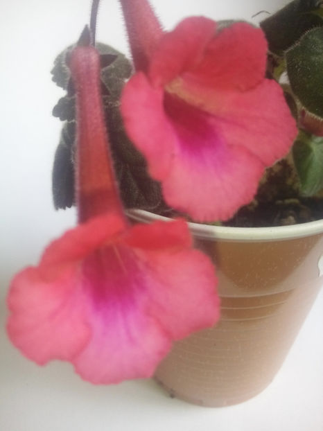  - Minisinningia MCs Burning Heart