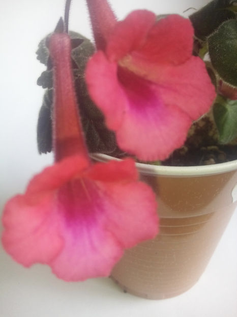  - Minisinningia MCs Burning Heart