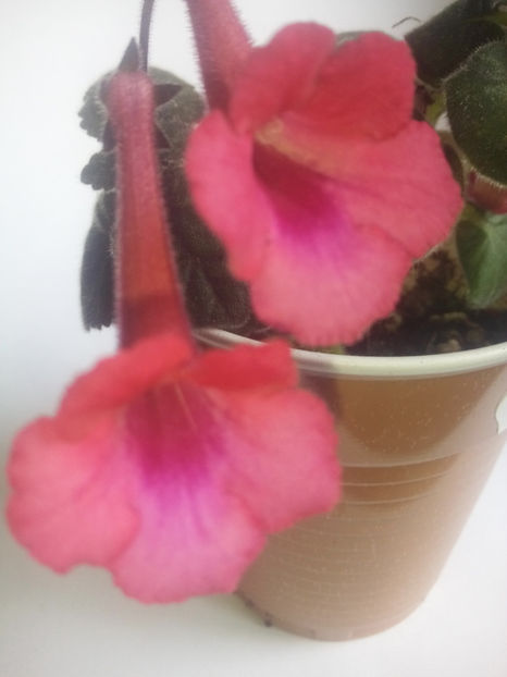  - Minisinningia MCs Burning Heart