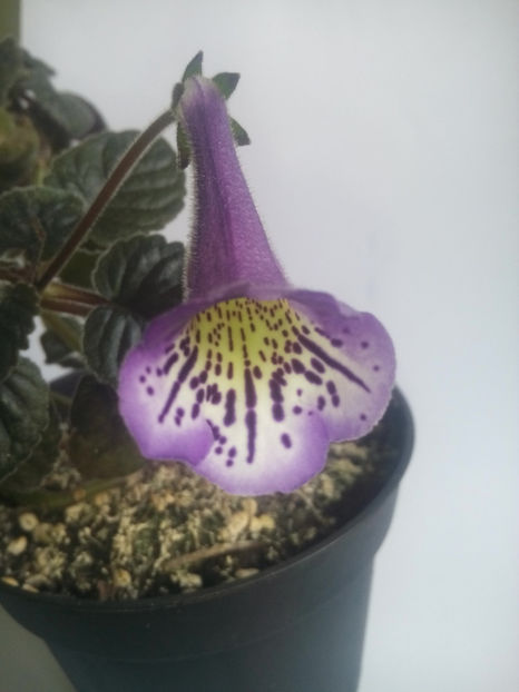  - Minisinningia Country Crocus