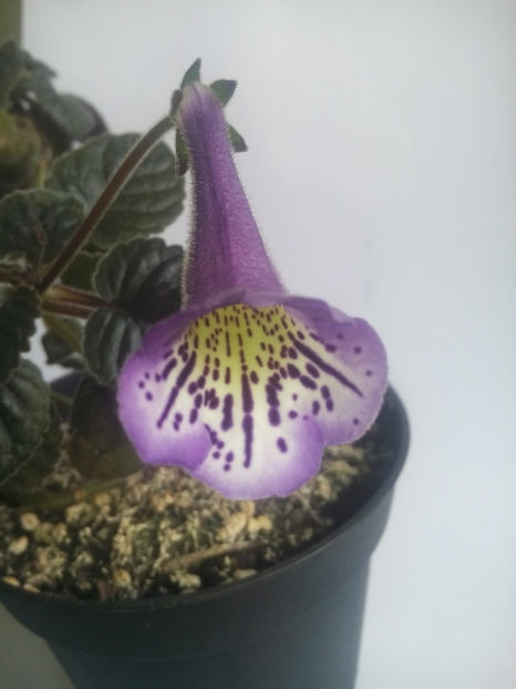  - Minisinningia Country Crocus