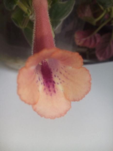  - Minisinningia MCs Shiny Orange