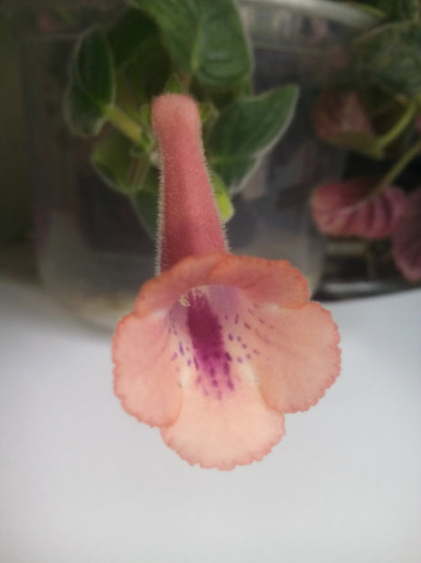  - Minisinningia MCs Shiny Orange