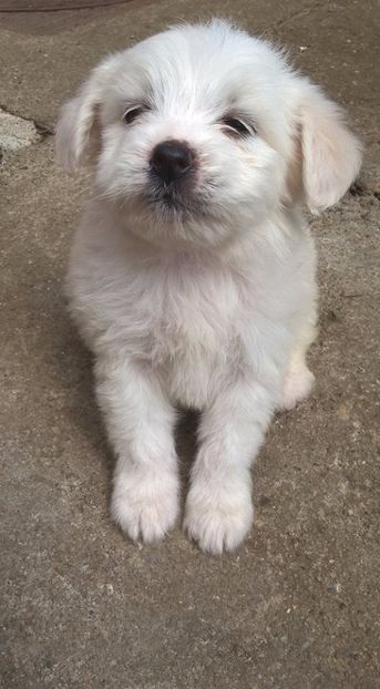 lola - Lola-bichon maltese