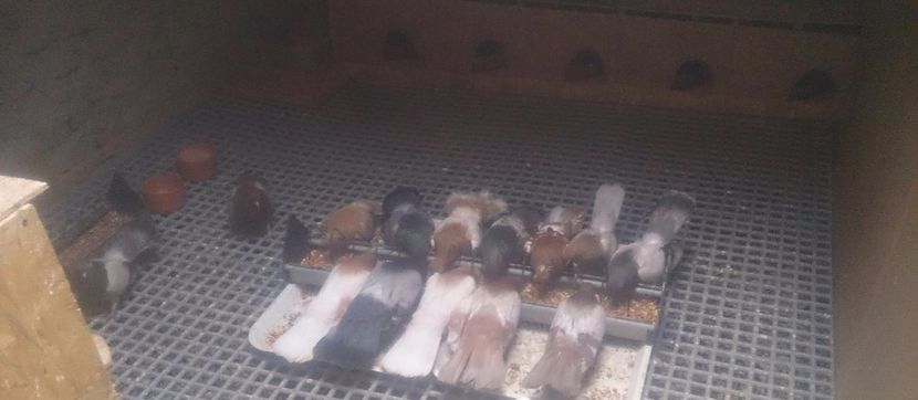  - Zburator Dungat Romanesc 2017