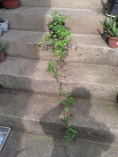 lonicera variegata 25lei - 0 Plante ornamentale