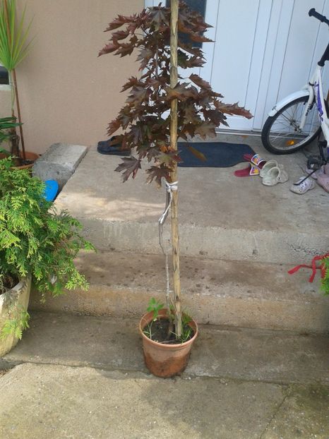 artar canadian 85lei - 0 Plante ornamentale