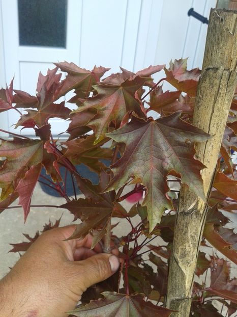 Fotografie0431 - 0 Plante ornamentale