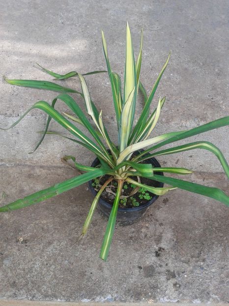 yucca variegata 40lei - 0 Plante ornamentale