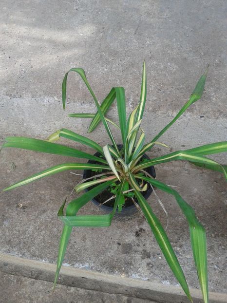 yucca variegata 40lei - 0 Plante ornamentale