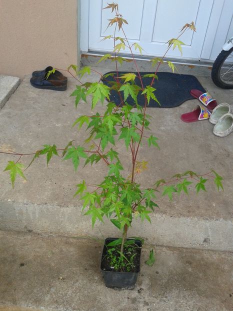 art.japonez 40lei - 0 Plante ornamentale