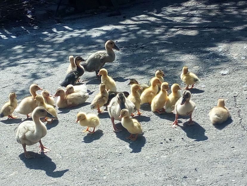  - Boboci de rata iunie 2017