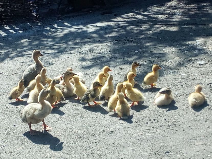  - Boboci de rata iunie 2017