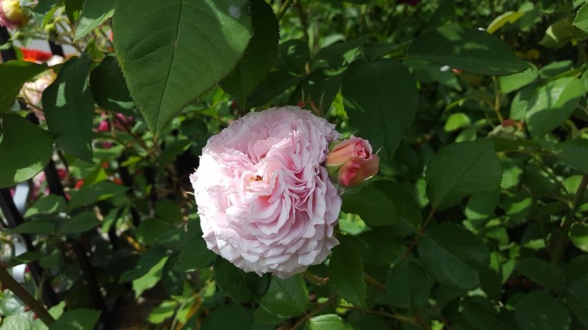 20170603_101248(1) - English rose - James Galway