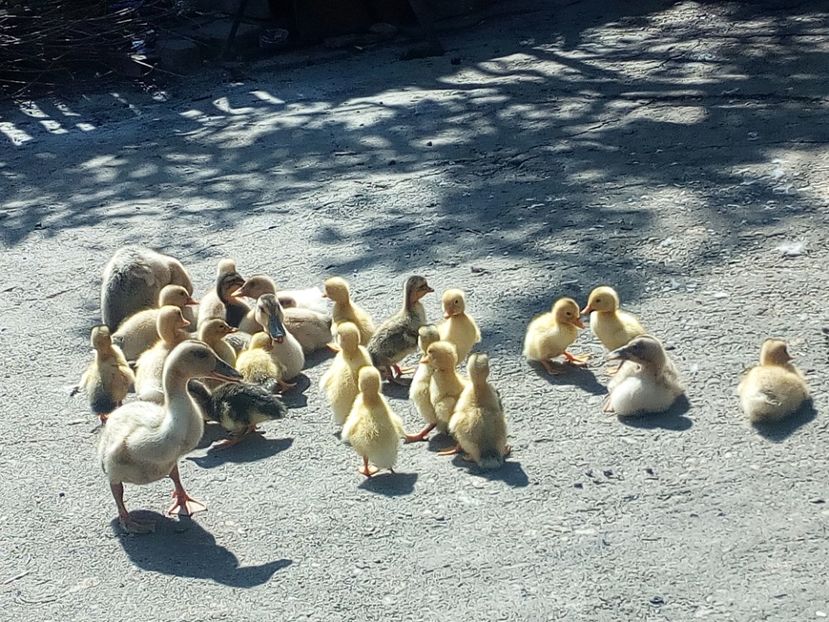  - Boboci de rata iunie 2017