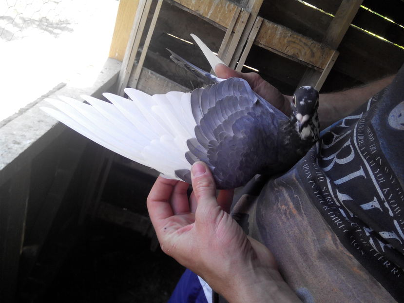 pui 2017 - 2014-2018