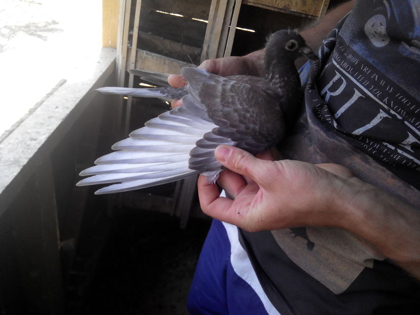 pui  2017 - 2014-2018